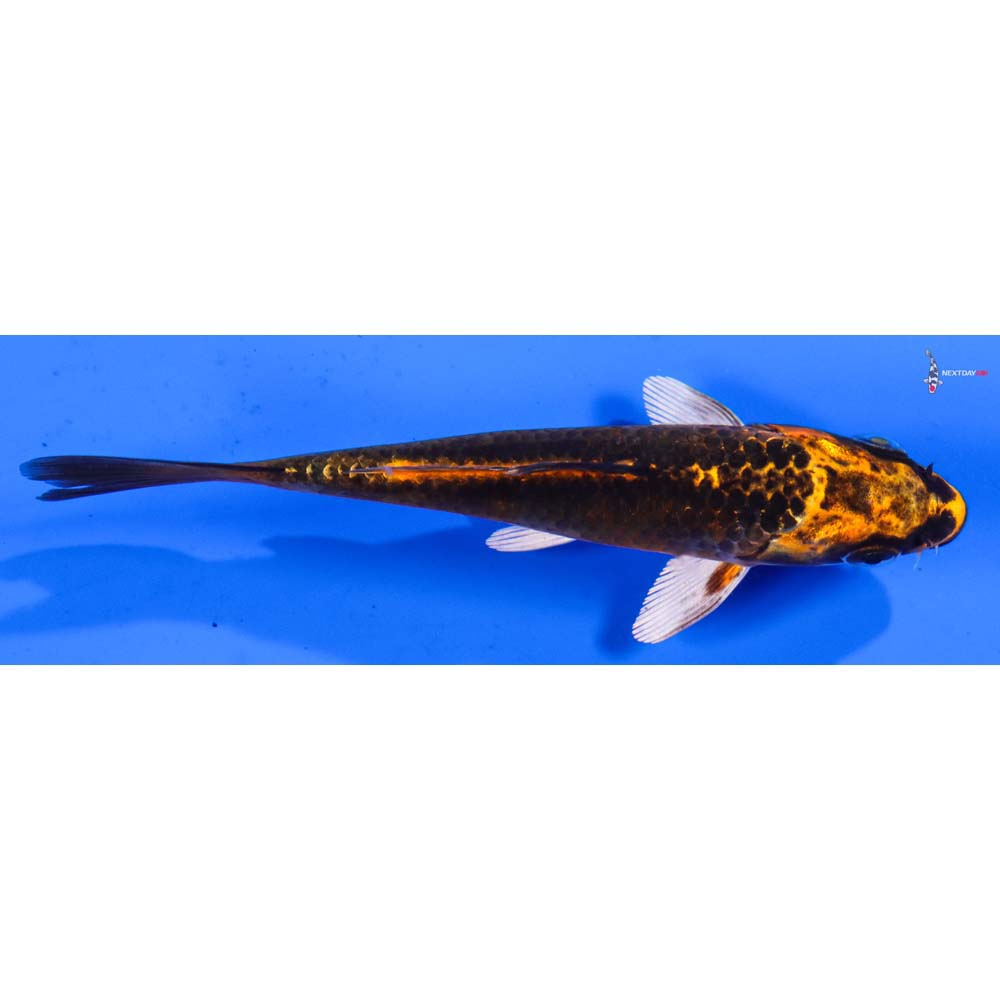 4.5” Imported Orenji Matsuba