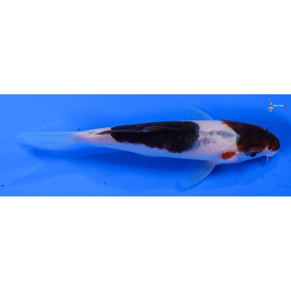 4” Imported Goromo