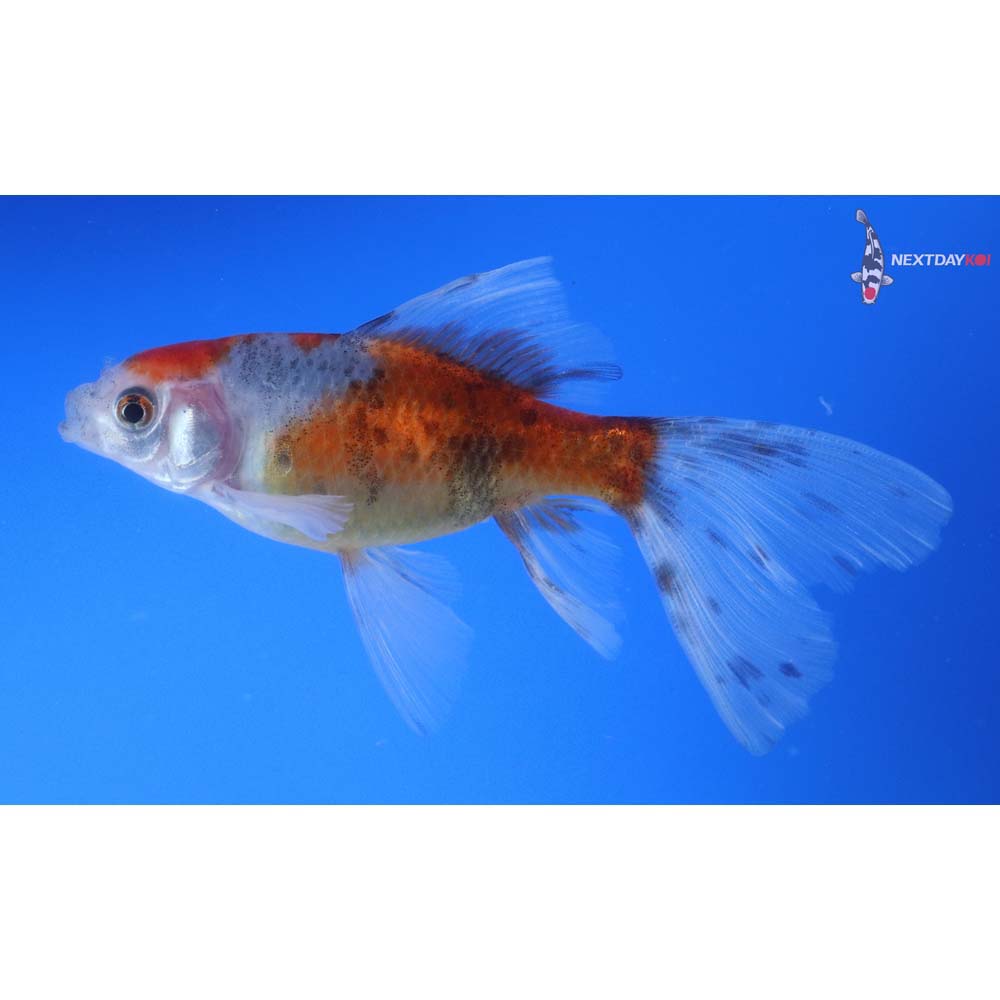 4.5” Imported Bristol Shubunkin