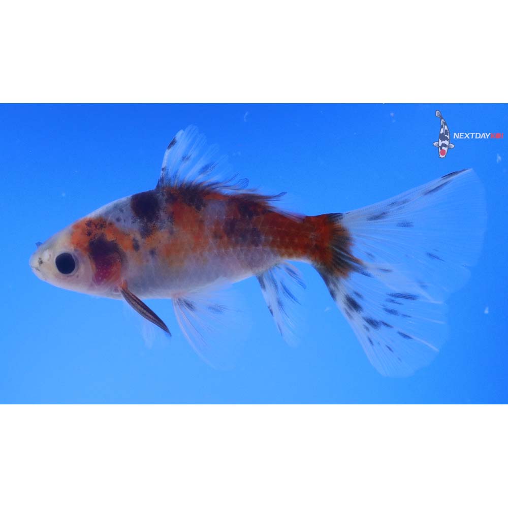 4.5” Imported Male Bristol Shubunkin