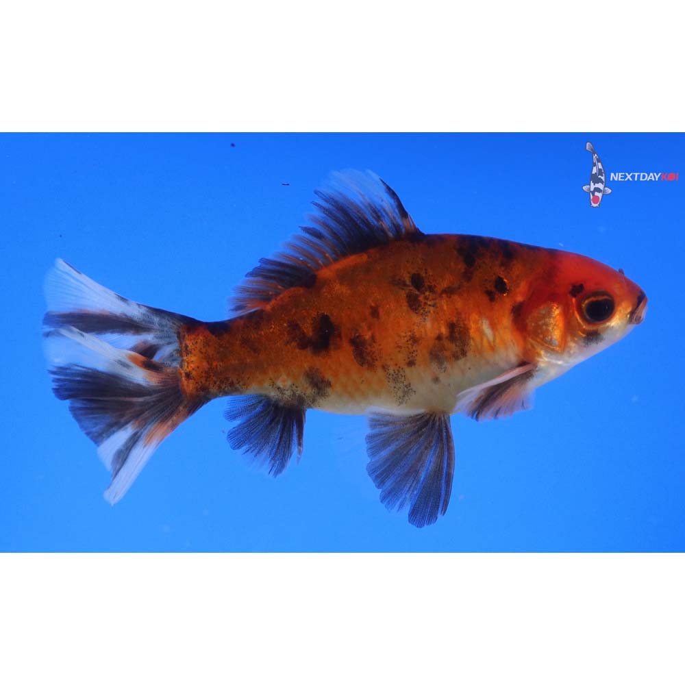 4.5” Imported Male Bristol Shubunkin