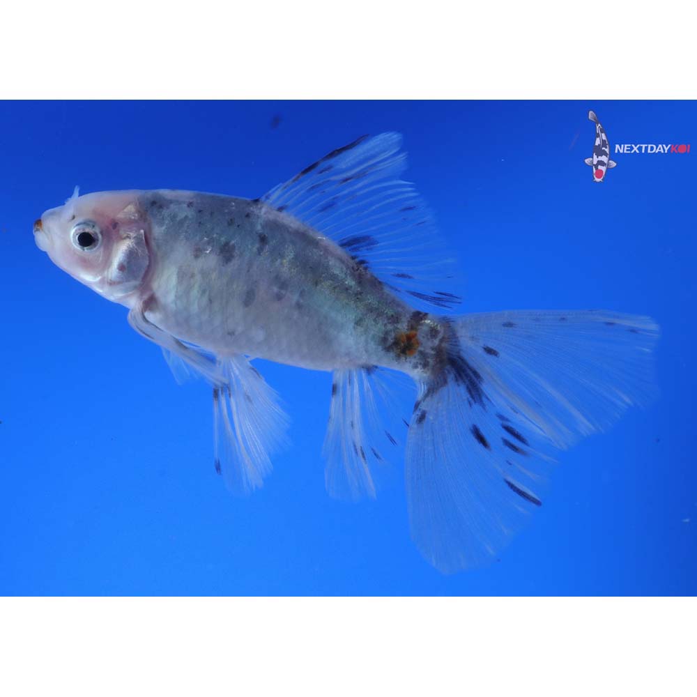 4.5” Imported Bristol Shubunkin