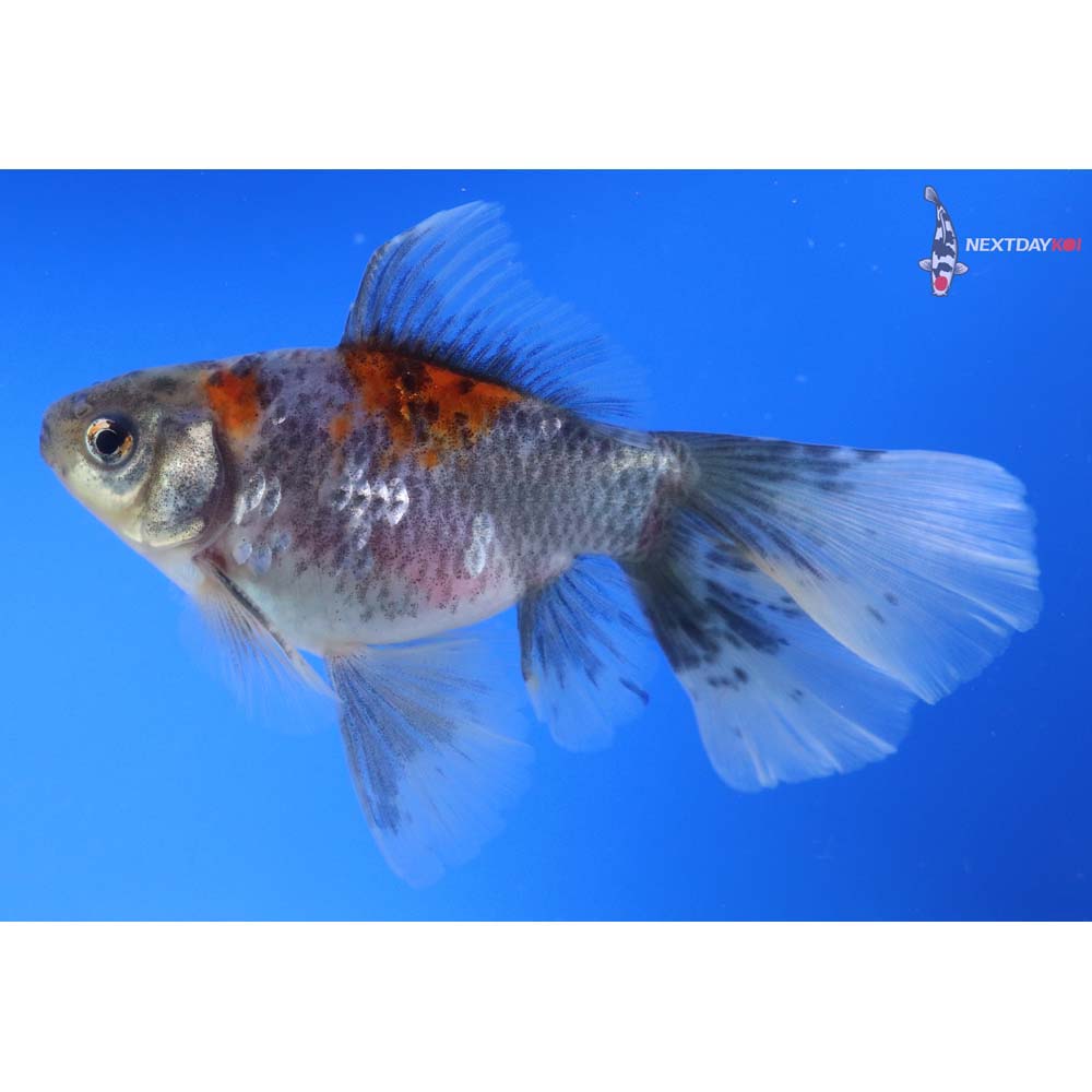 5” Imported Male Bristol Shubunkin