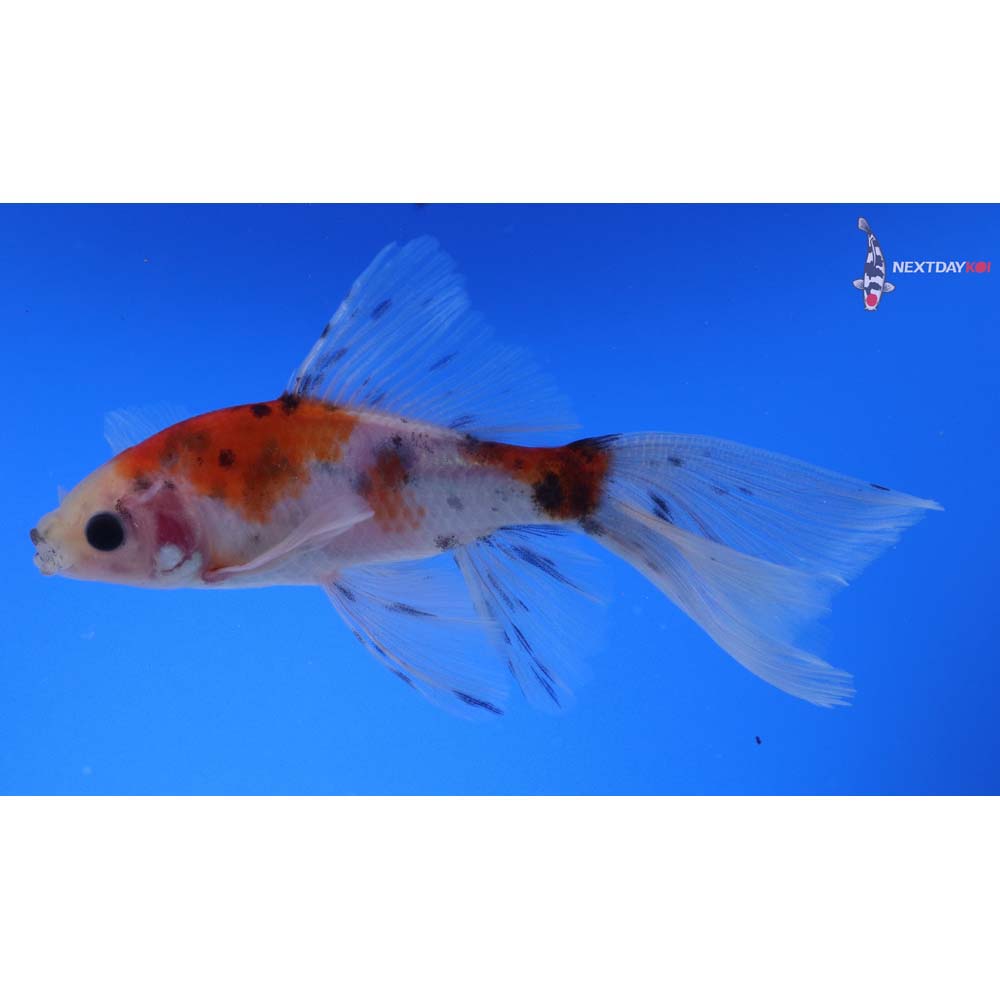 5” Imported Male Bristol Shubunkin