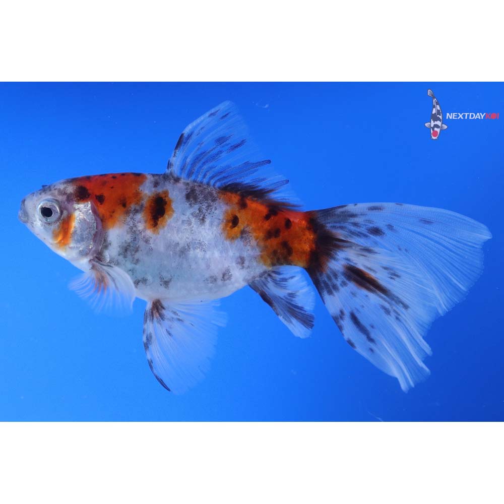 5” Imported Bristol Shubunkin