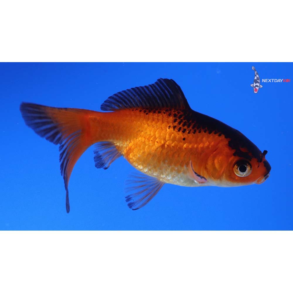 3” Imported Red Panda Comet