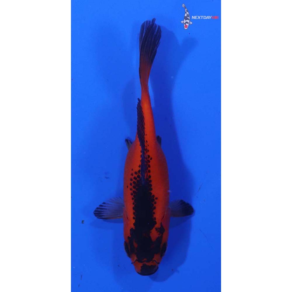 3” Imported Red Panda Comet