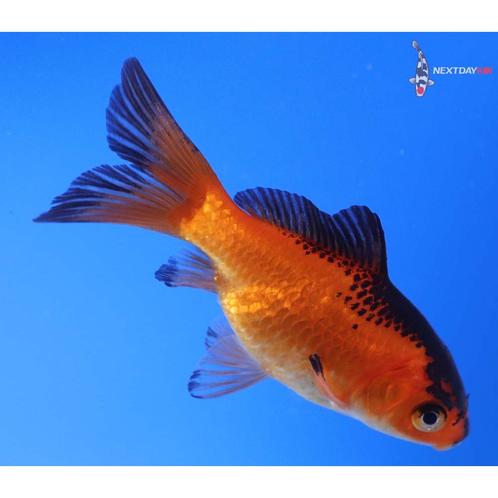 3” Imported Red Panda Comet