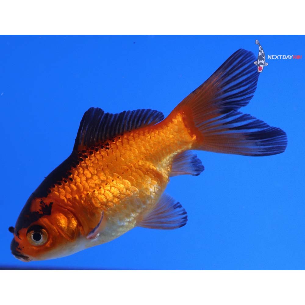 3” Imported Red Panda Comet