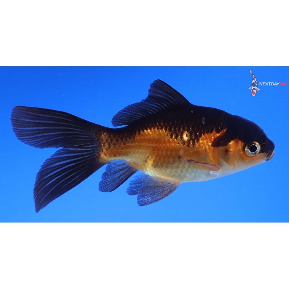 3.5” Imported Red Panda Comet