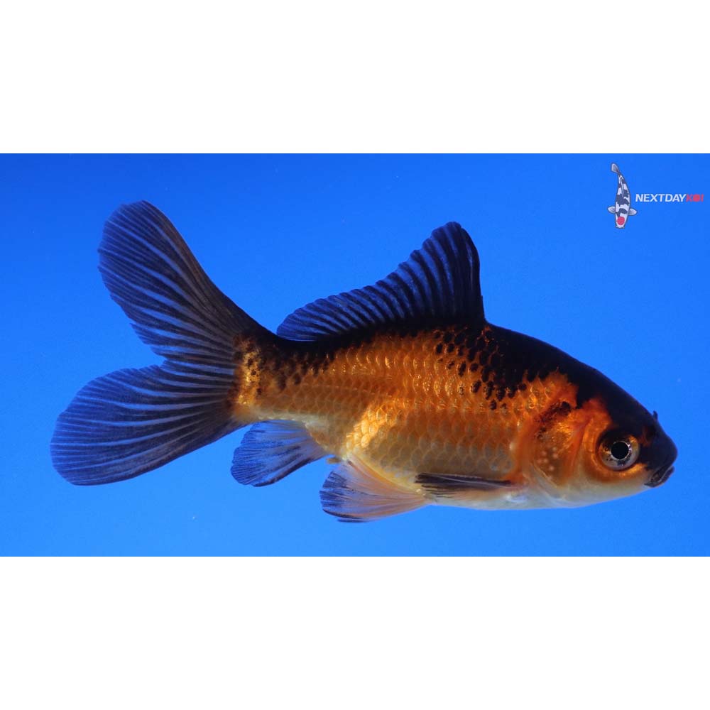 3.5” Imported Male Red Panda Comet