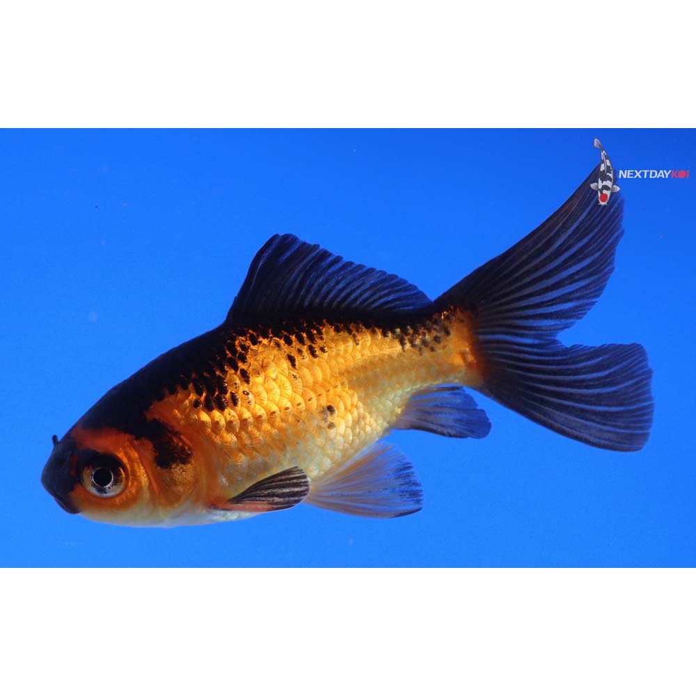 3.5” Imported Male Red Panda Comet