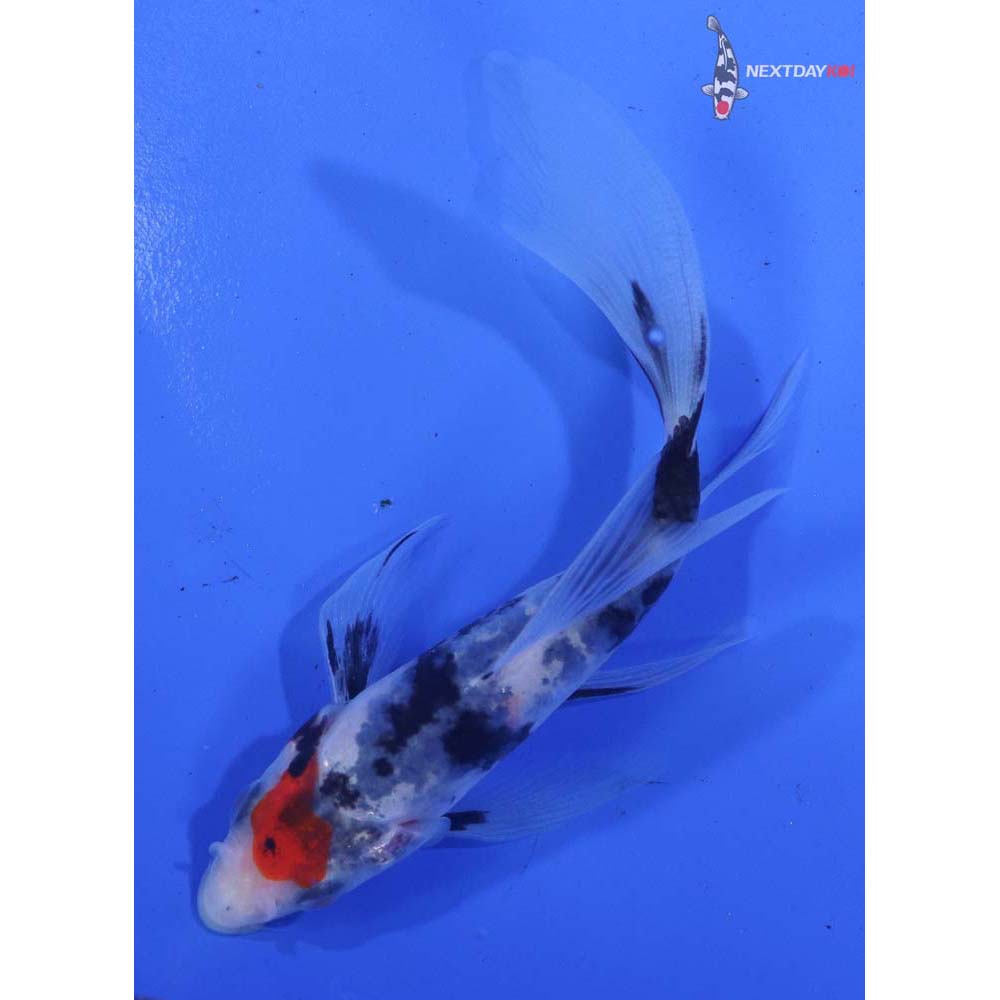 4.5” Imported Showa Butterfly Koi