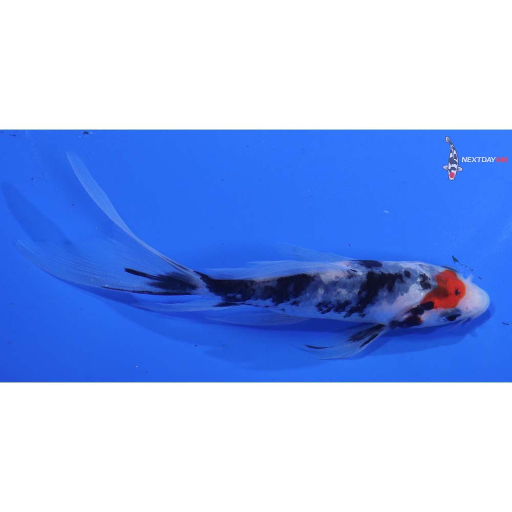 4.5” Imported Showa Butterfly Koi