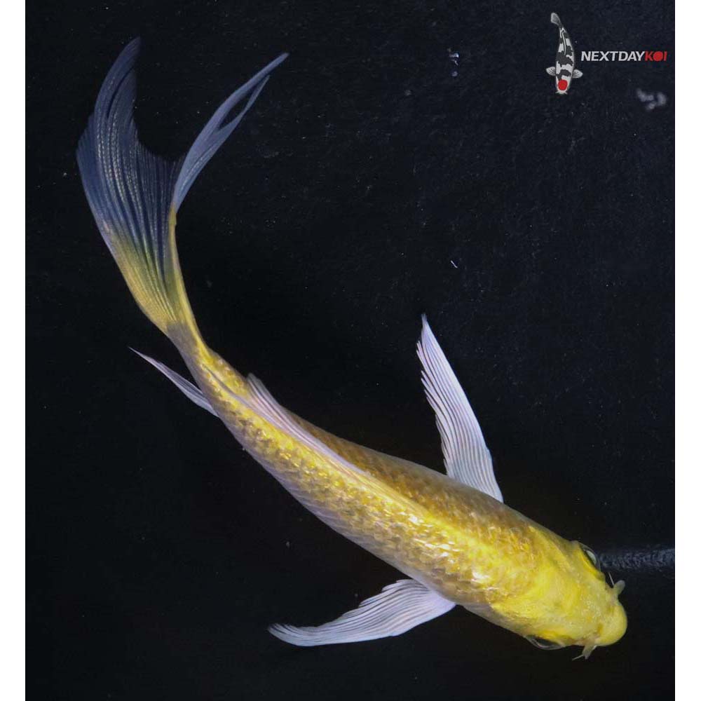4.5” Imported Gin Rin Yamabuki Ogon Butterfly Koi