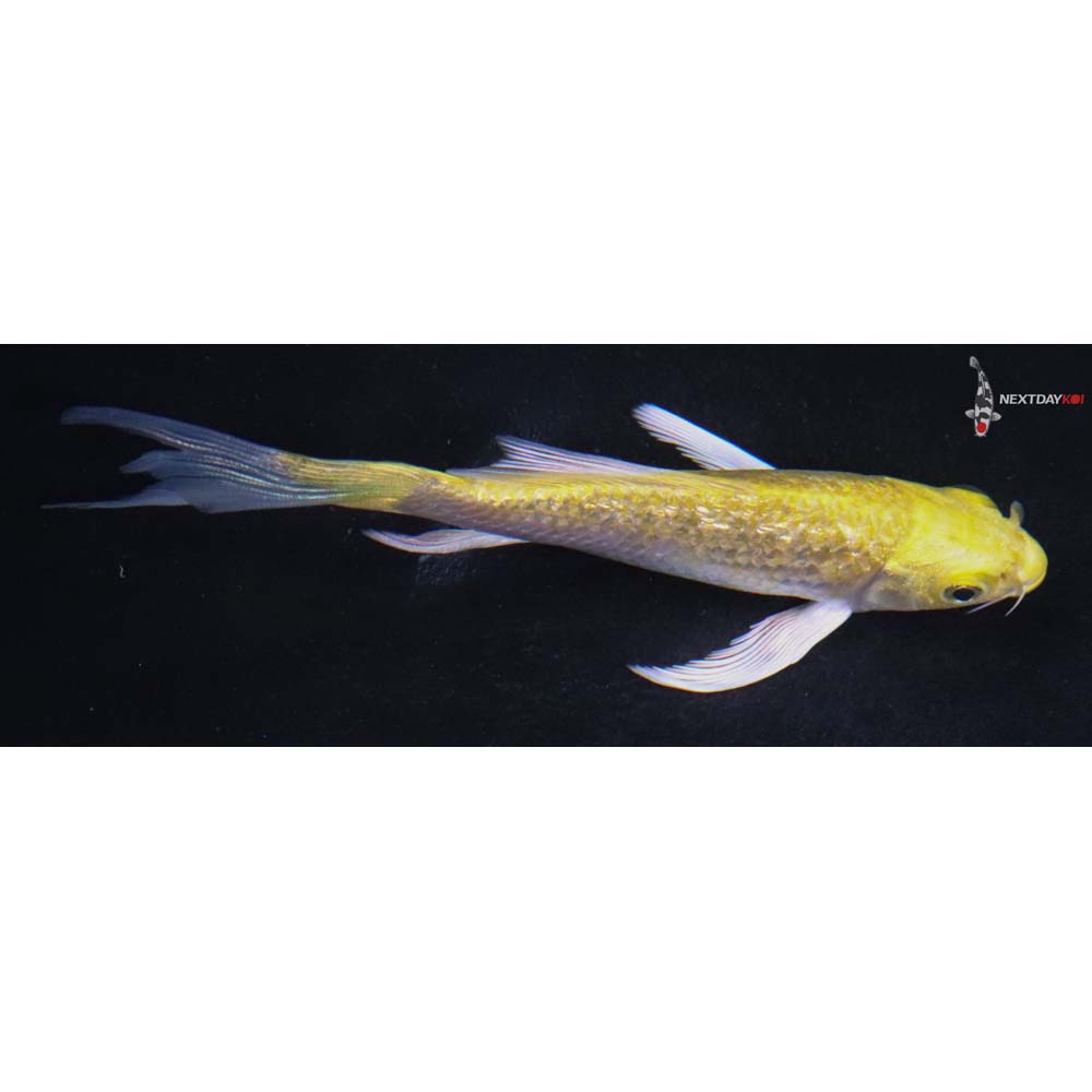 4.5” Imported Gin Rin Yamabuki Ogon Butterfly Koi