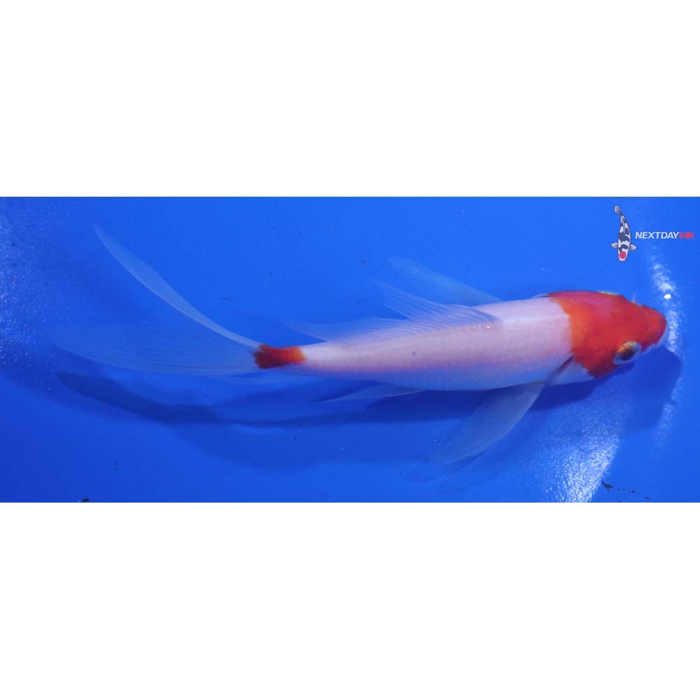 5” Imported Kohaku Butterfly Koi