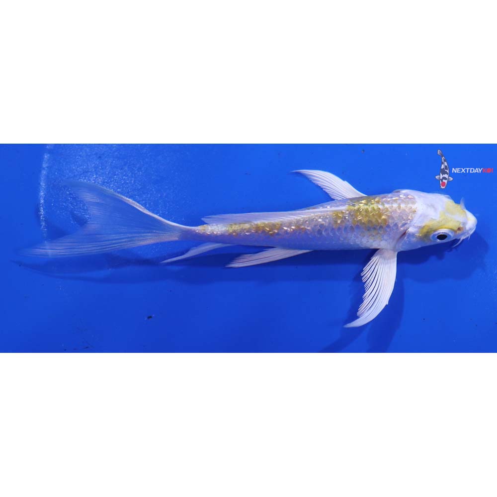 5” Imported Gin Rin Lemon Hariwake Butterfly Koi