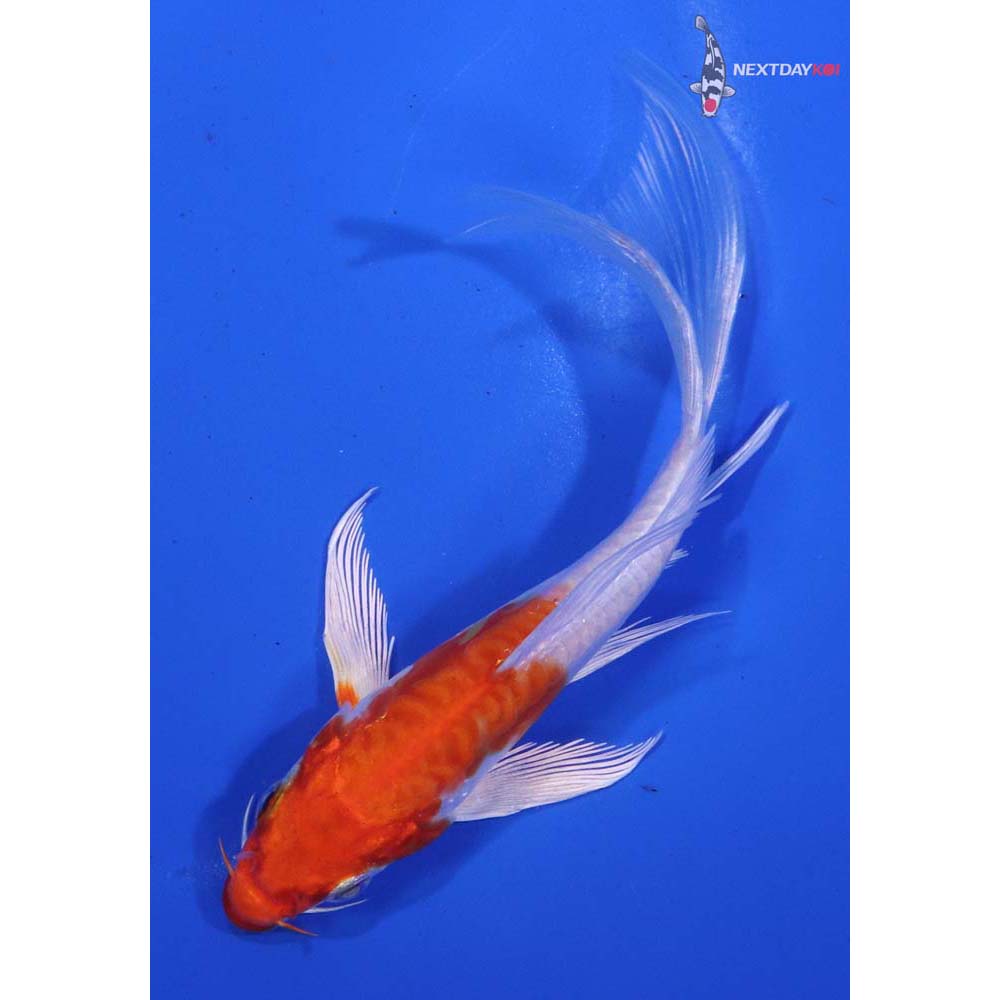5” Imported Kikusui Butterfly Koi