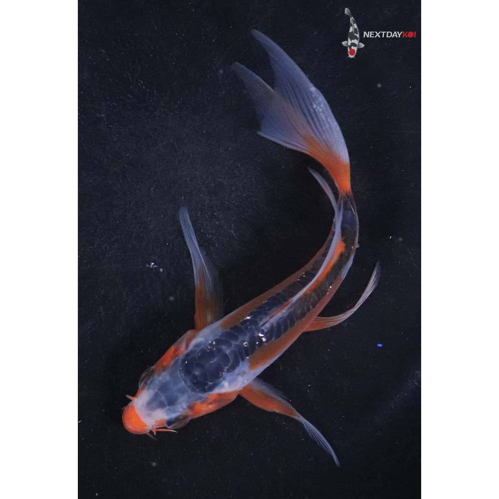 5” Imported Shusui Butterfly Koi