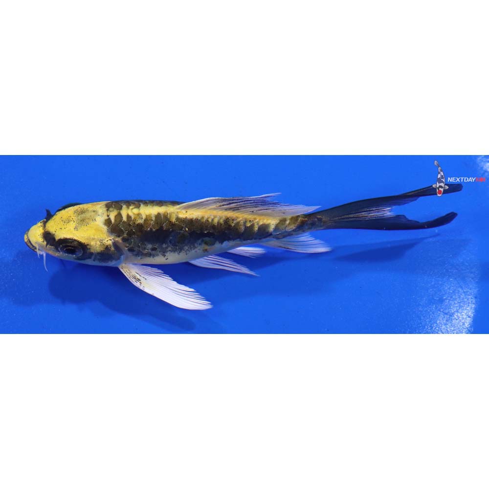 4” Imported Kin Kikokuryu Butterfly Koi