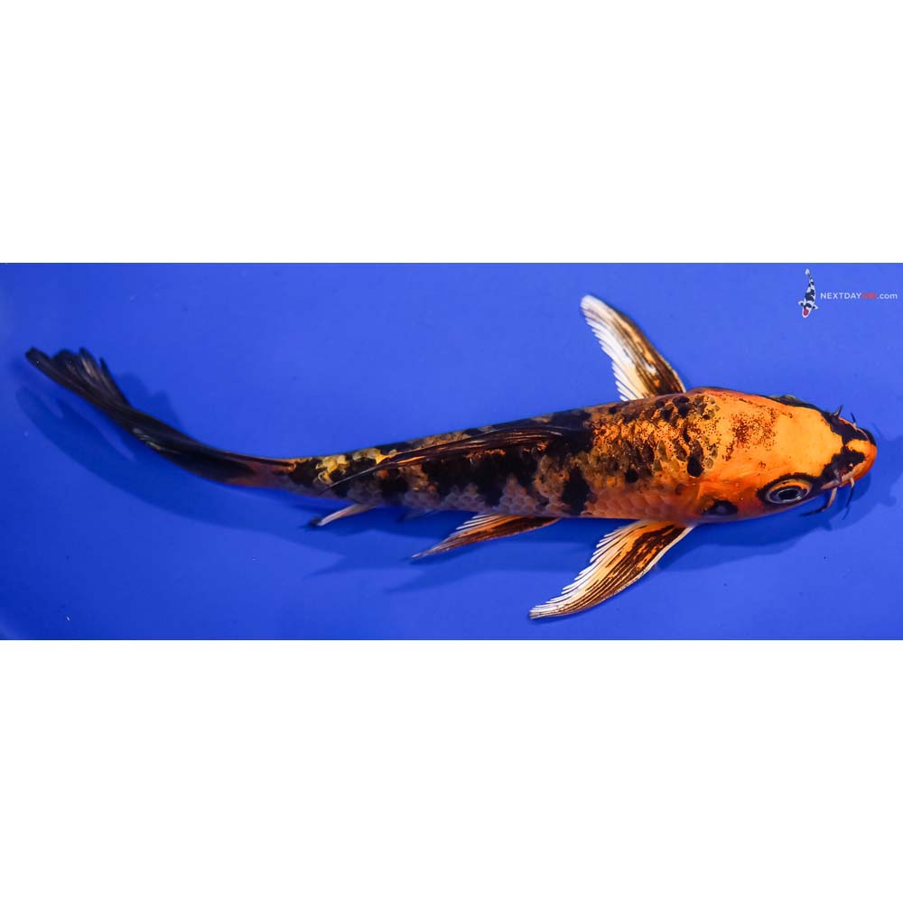 6” Imported Kin Aka Bekko Butterfly Koi