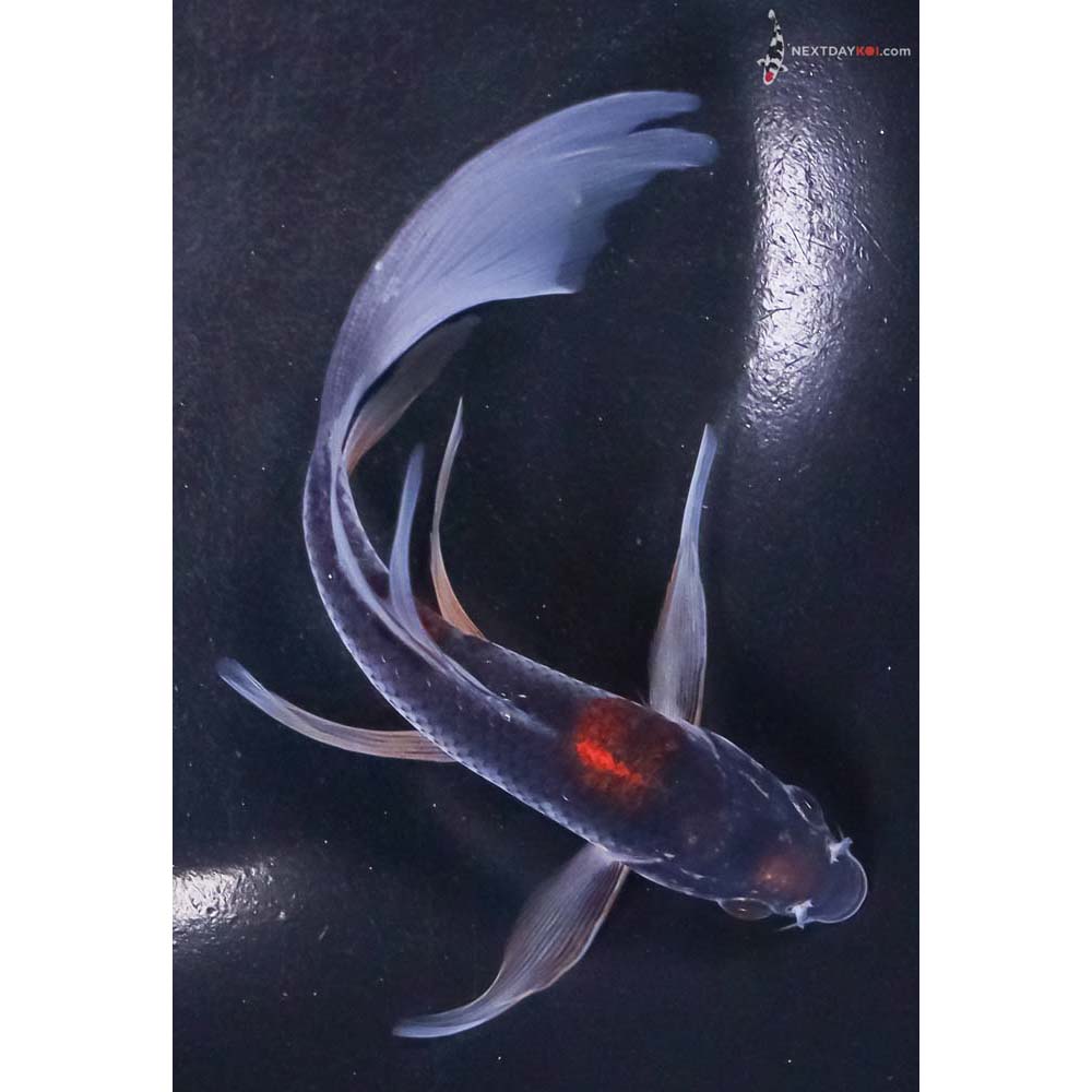 6.5” Imported Goshiki Butterfly Koi