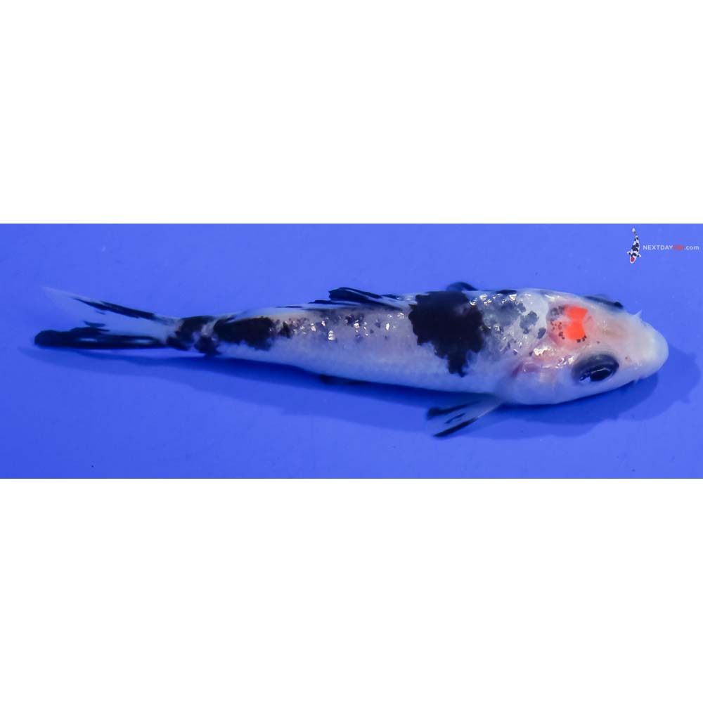 3” Imported Gin Rin Shiro Bekko