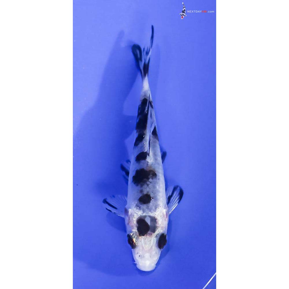 3.5” Imported Shiro Bekko