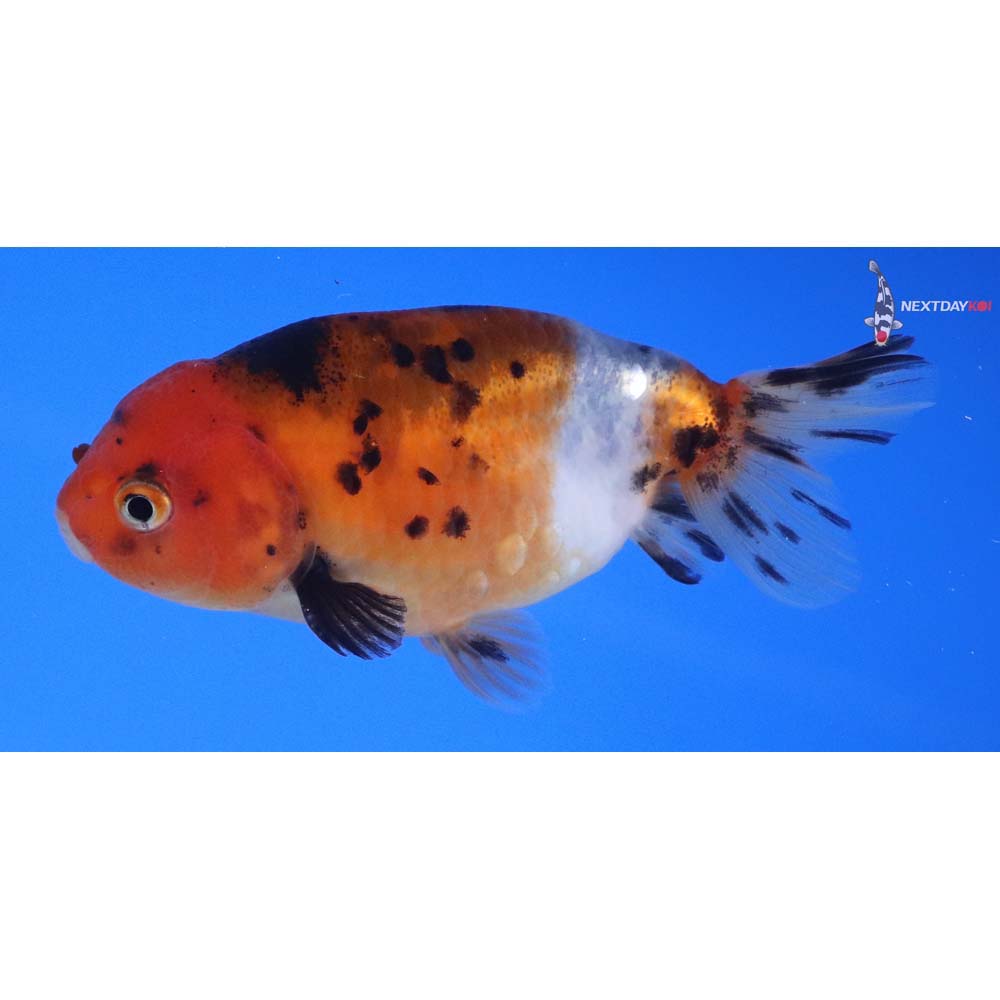 3.5” Imported Calico Ranchu