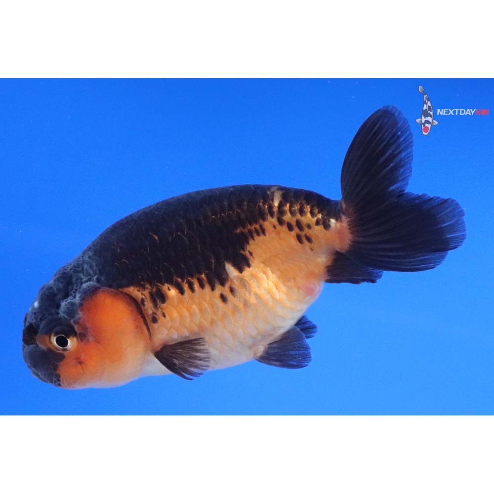 3.5” Imported Red and Black Ranchu