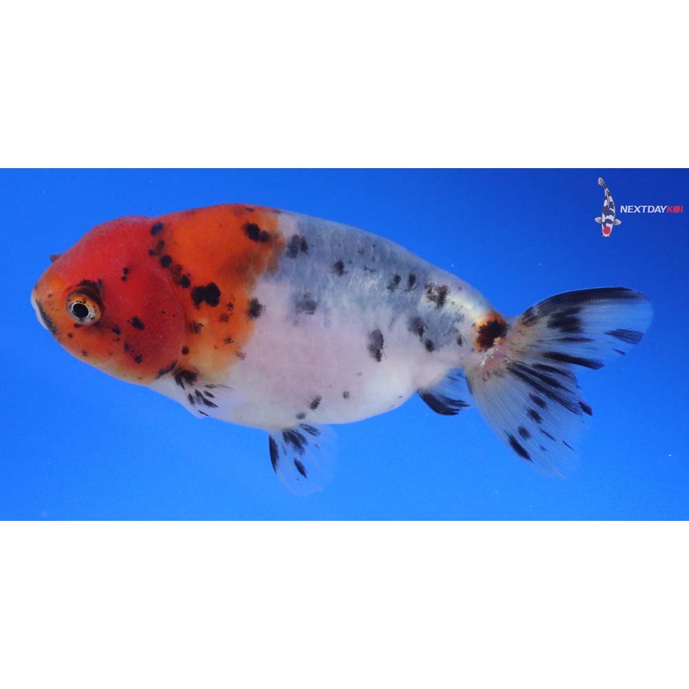 3.5” Imported Calico Ranchu