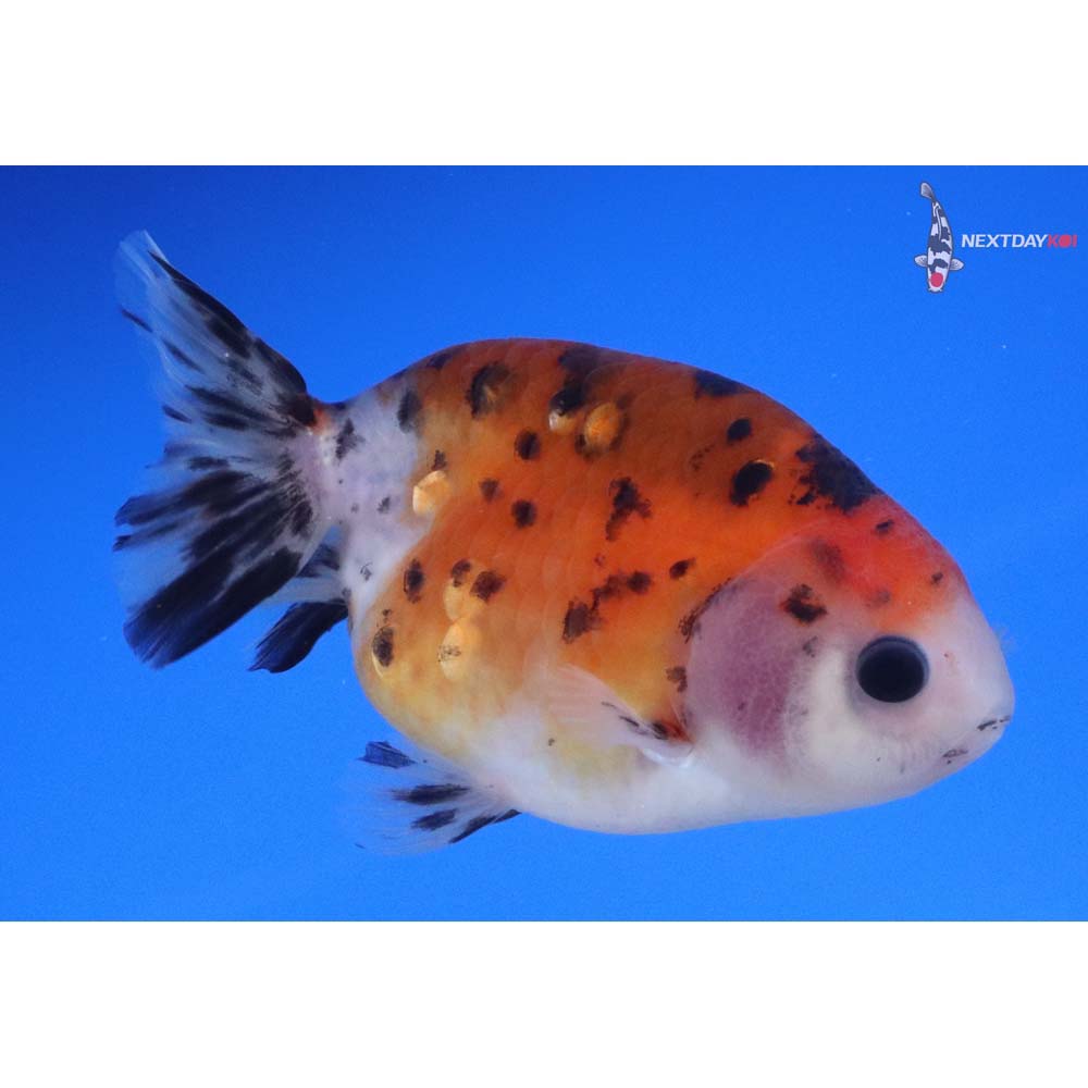 3.5” Imported Calico Ranchu