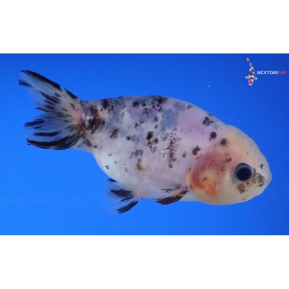 3.5” Imported Male Calico Ranchu