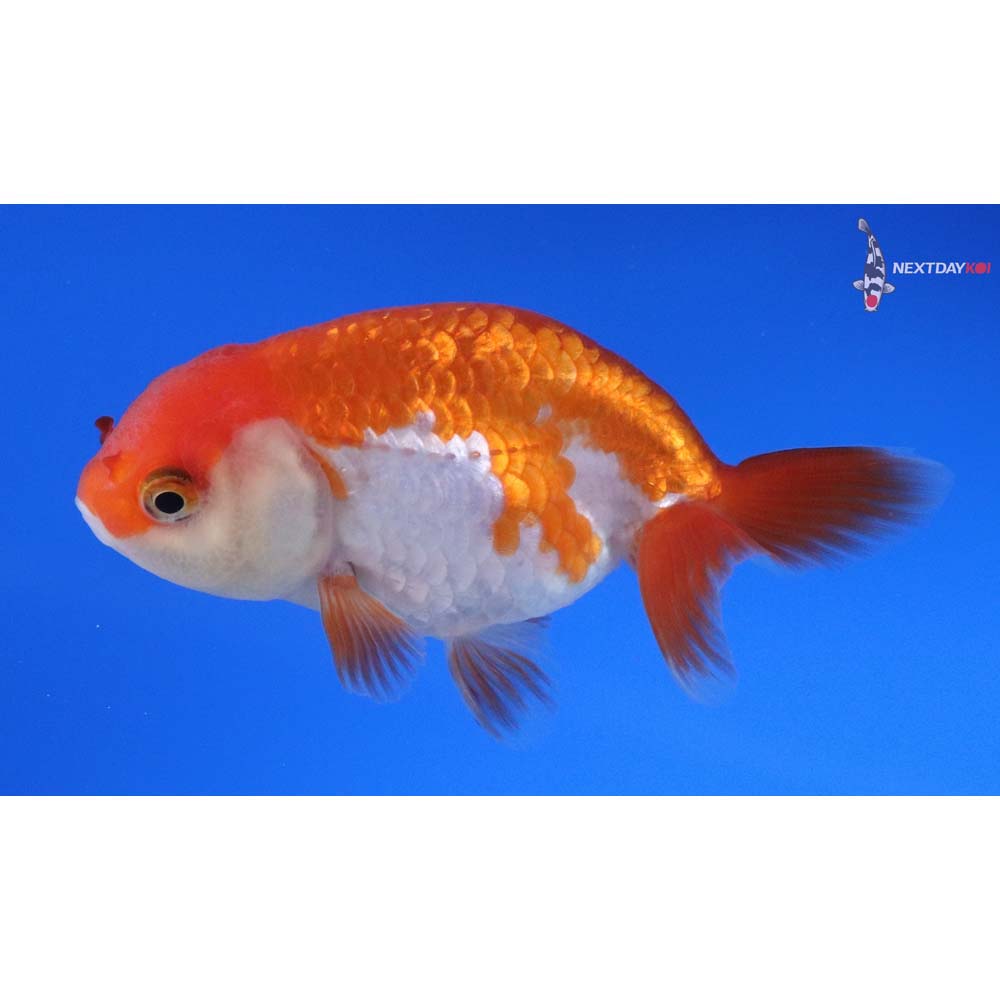 3” Imported Red and White Ranchu 