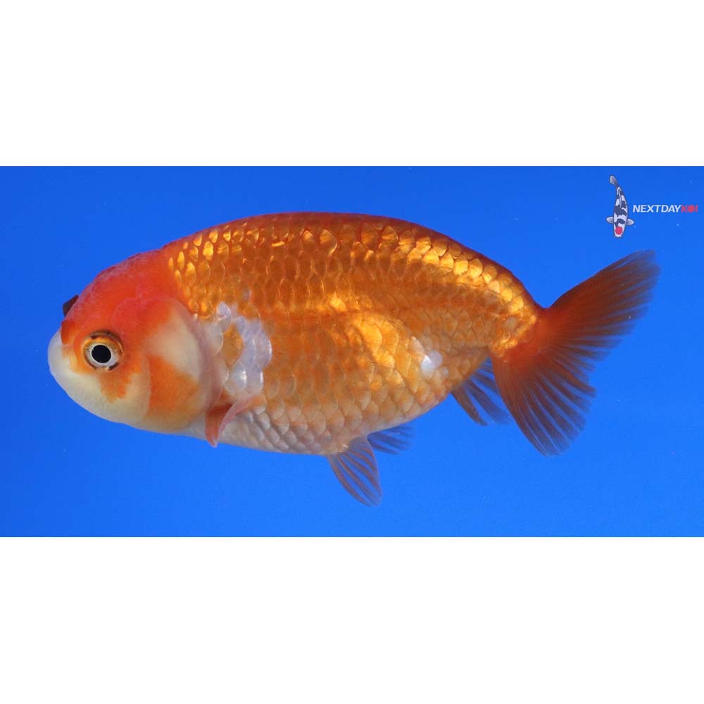 3.5” Imported Red and White Ranchu 