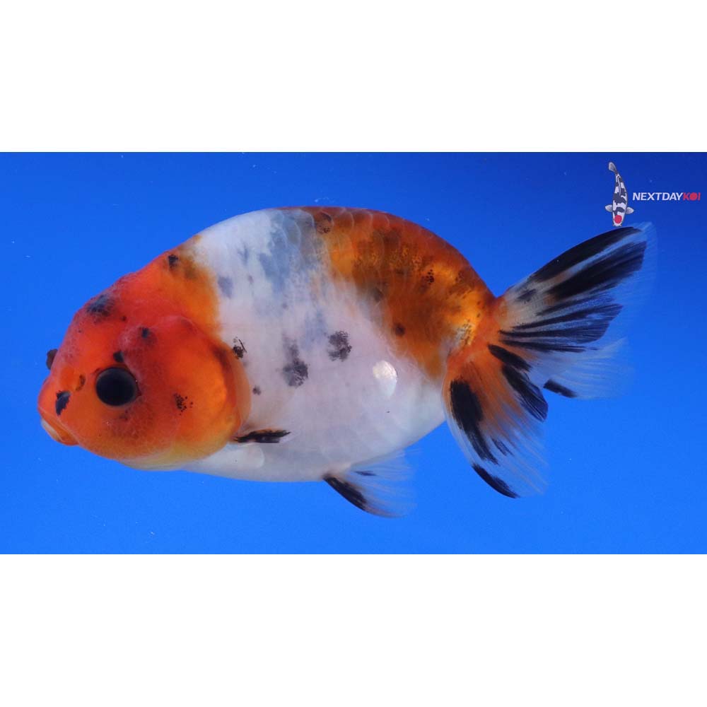 4” Imported Calico Ranchu