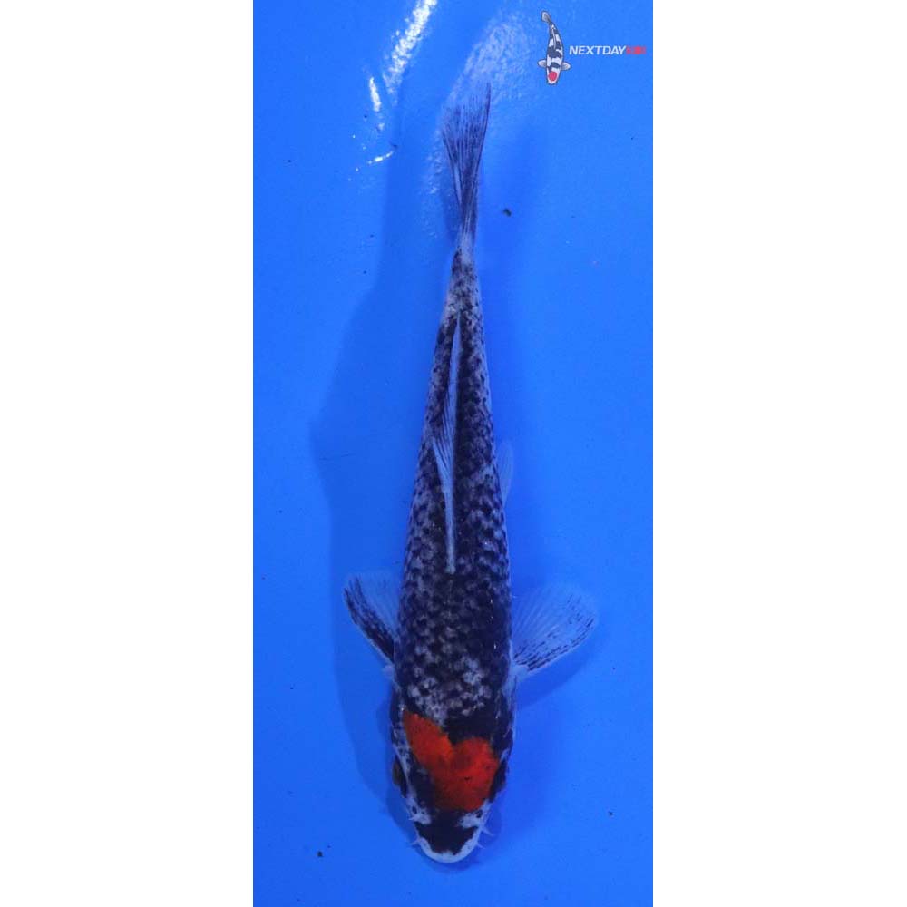 4” Imported Goshiki