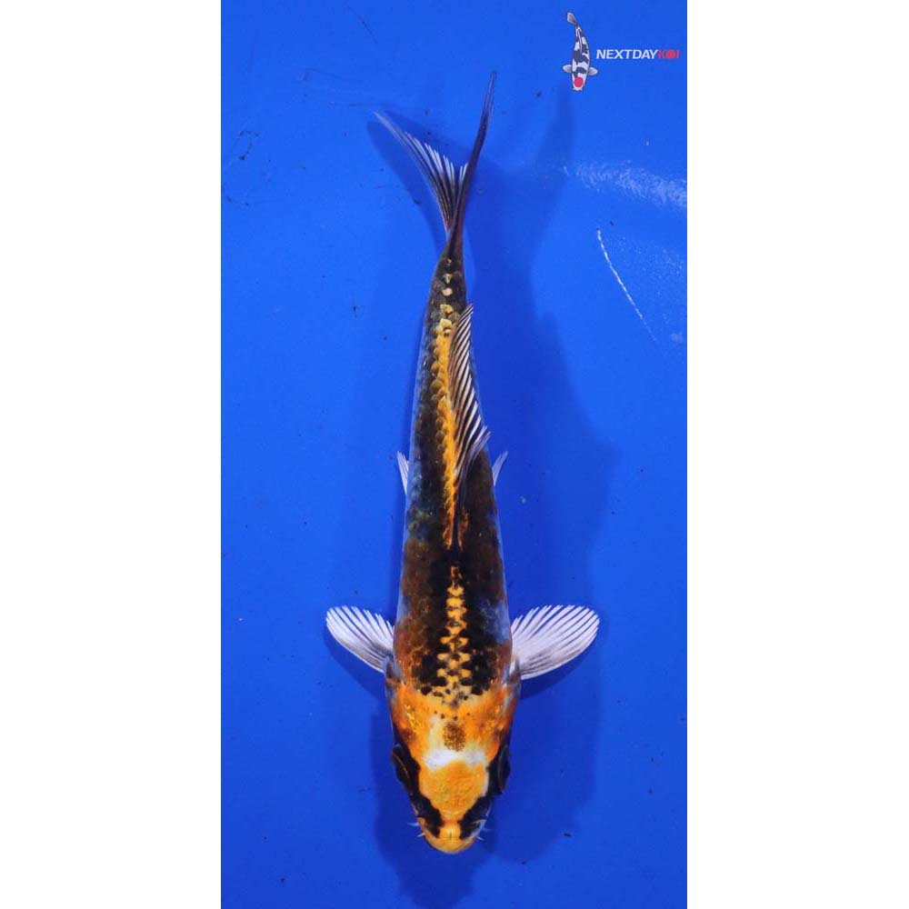 4” Imported Kujaku