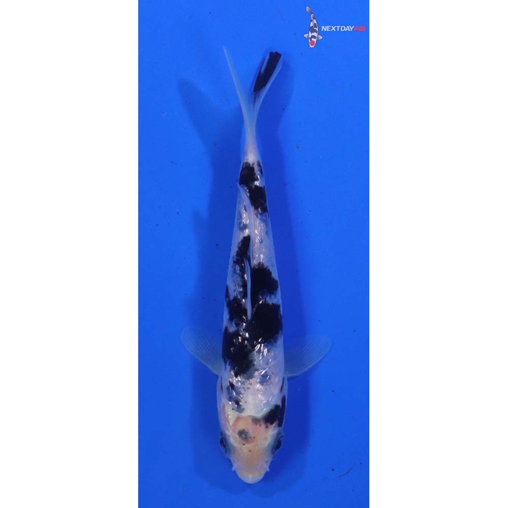 4” Imported Shiro Bekko