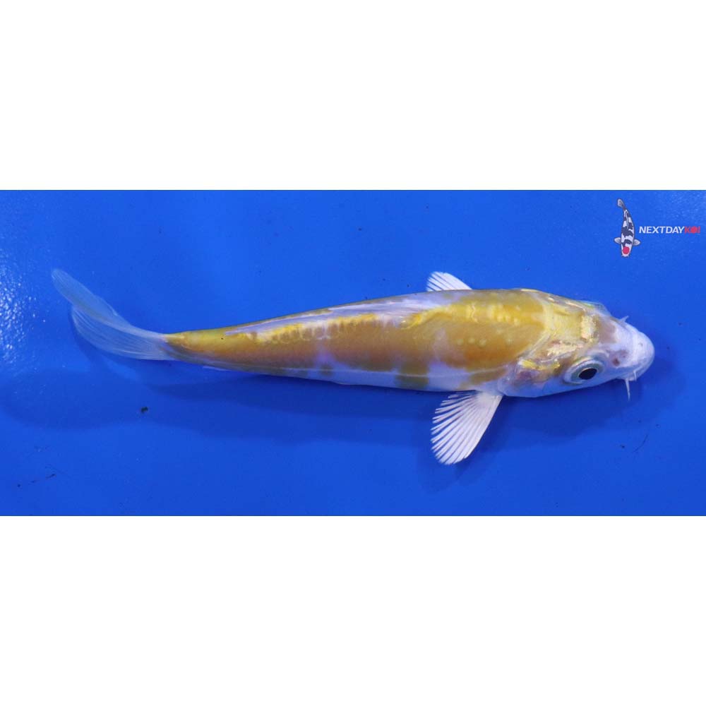 4” Imported Doitsu Lemon Hariwake