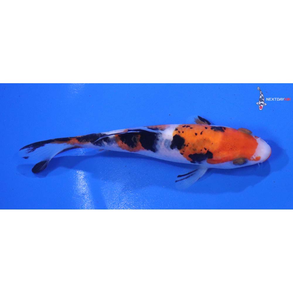 4.5” Imported Sanke