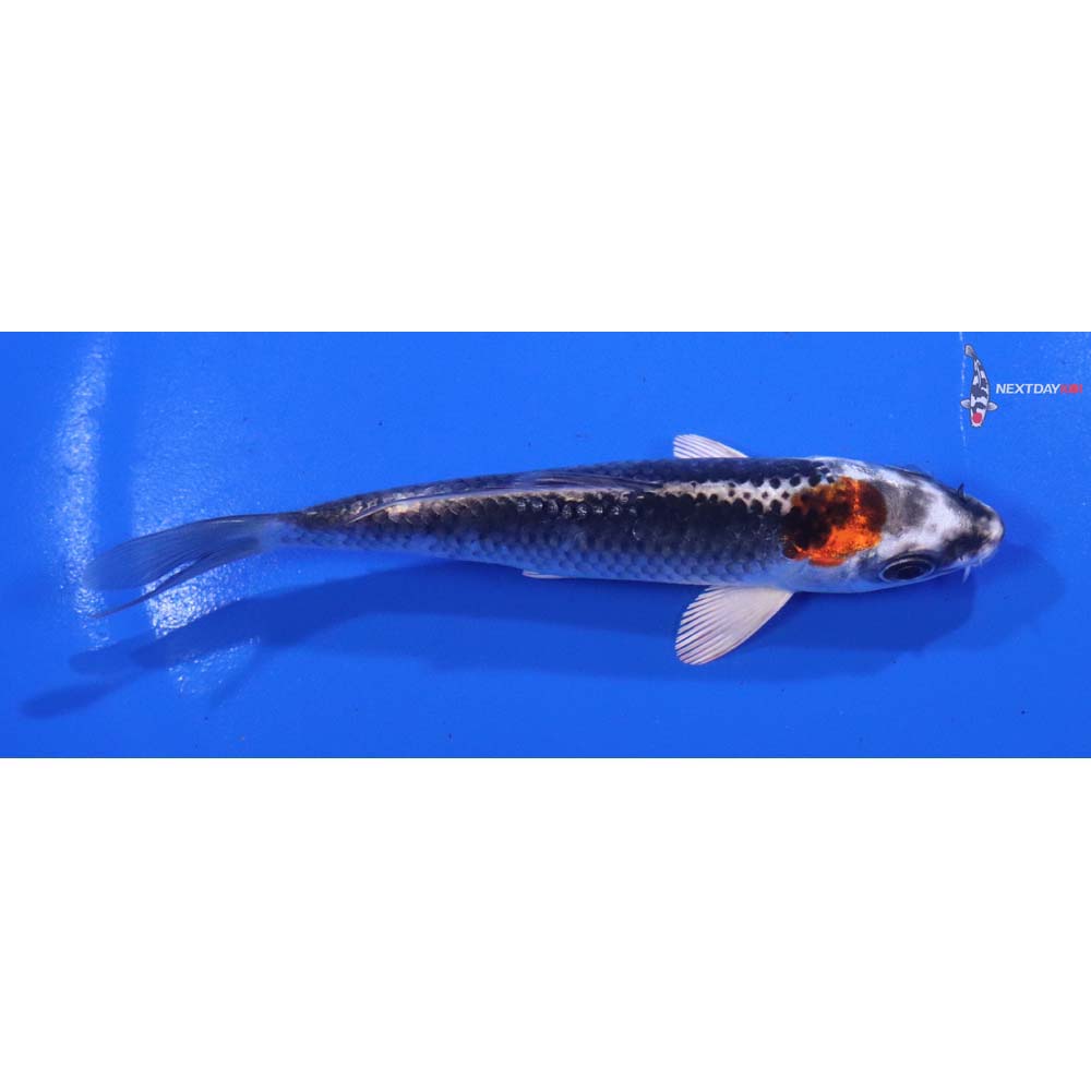 4.5” Imported Kujaku