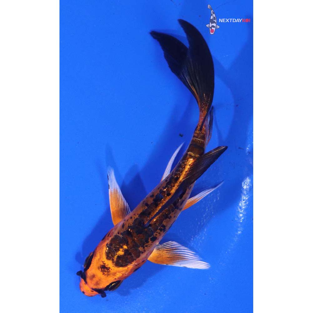 4” Imported Kin Kikokuryu Butterfly Koi