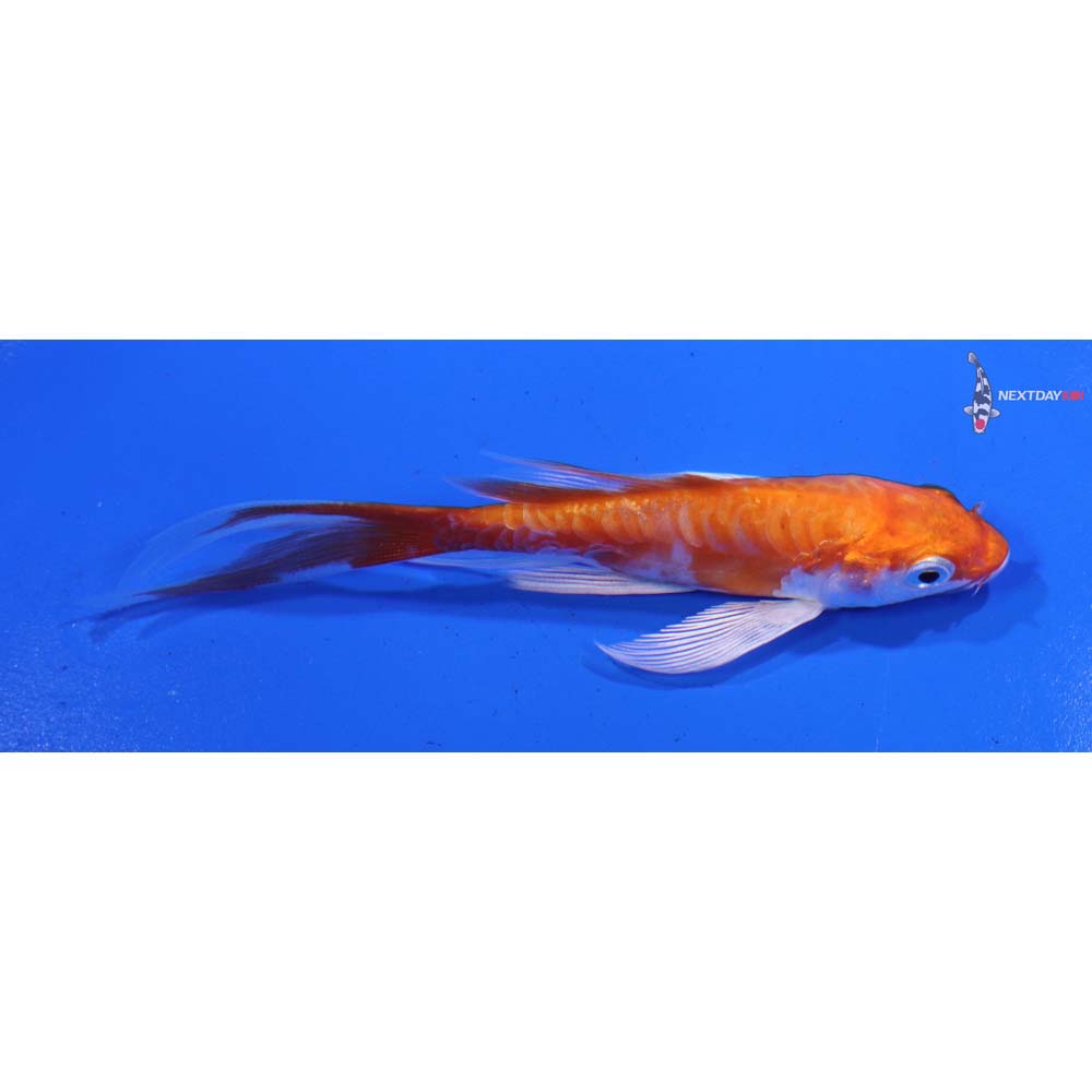 4” Imported Kikusui Butterfly Koi