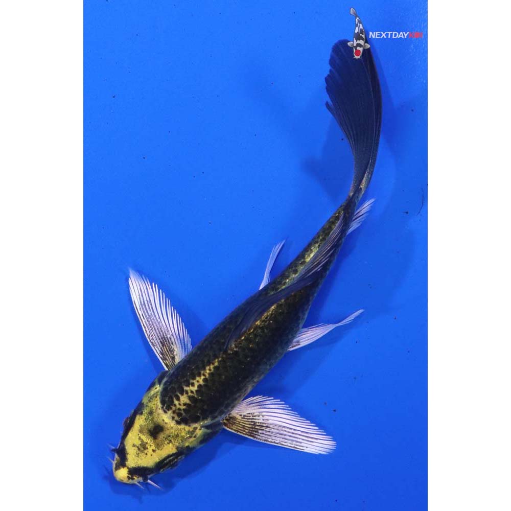 4” Imported Kujaku Butterfly Koi