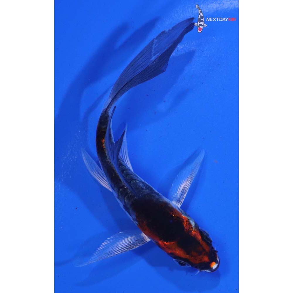 4” Imported Kin Kikokuryu Butterfly Koi