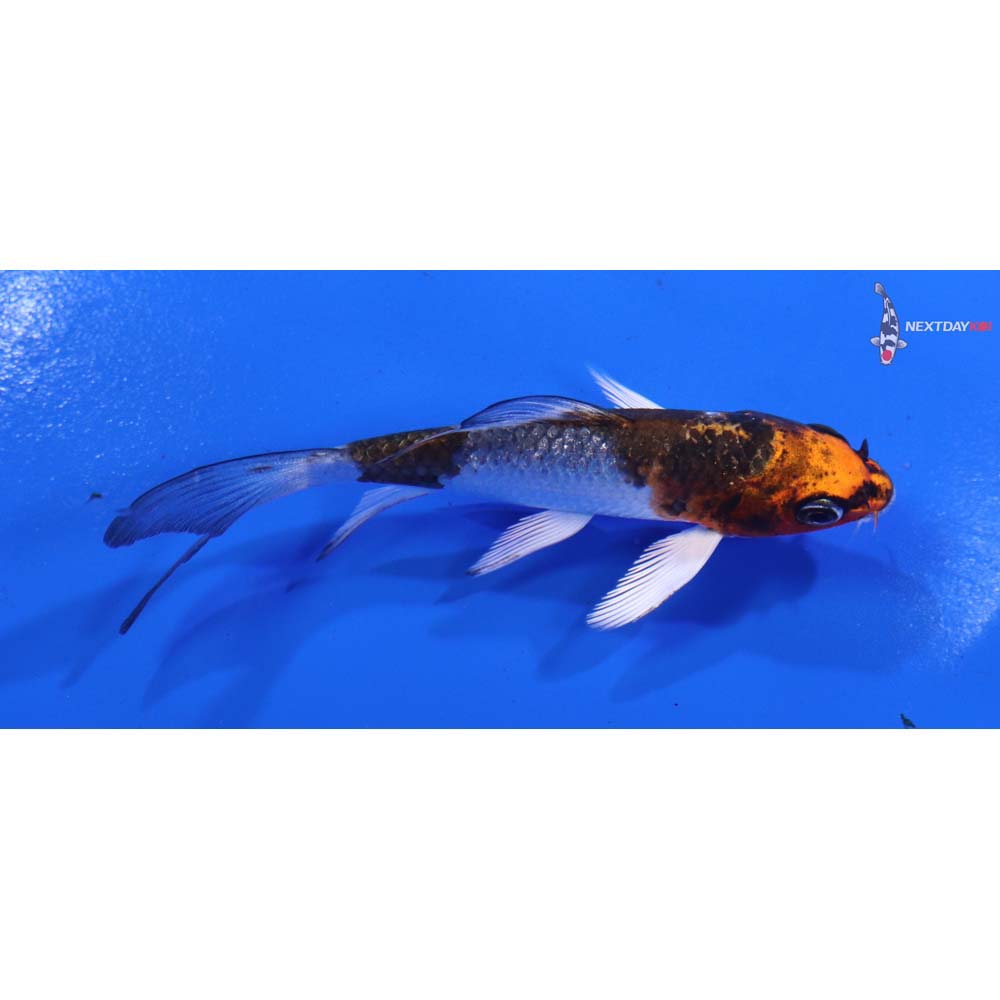4” Imported Kujaku Butterfly Koi
