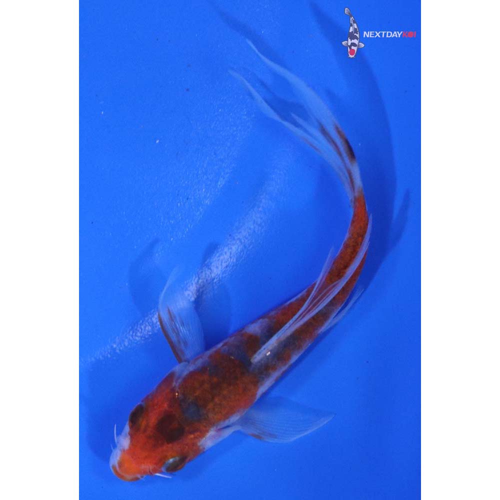 4” Imported Goromo Butterfly Koi