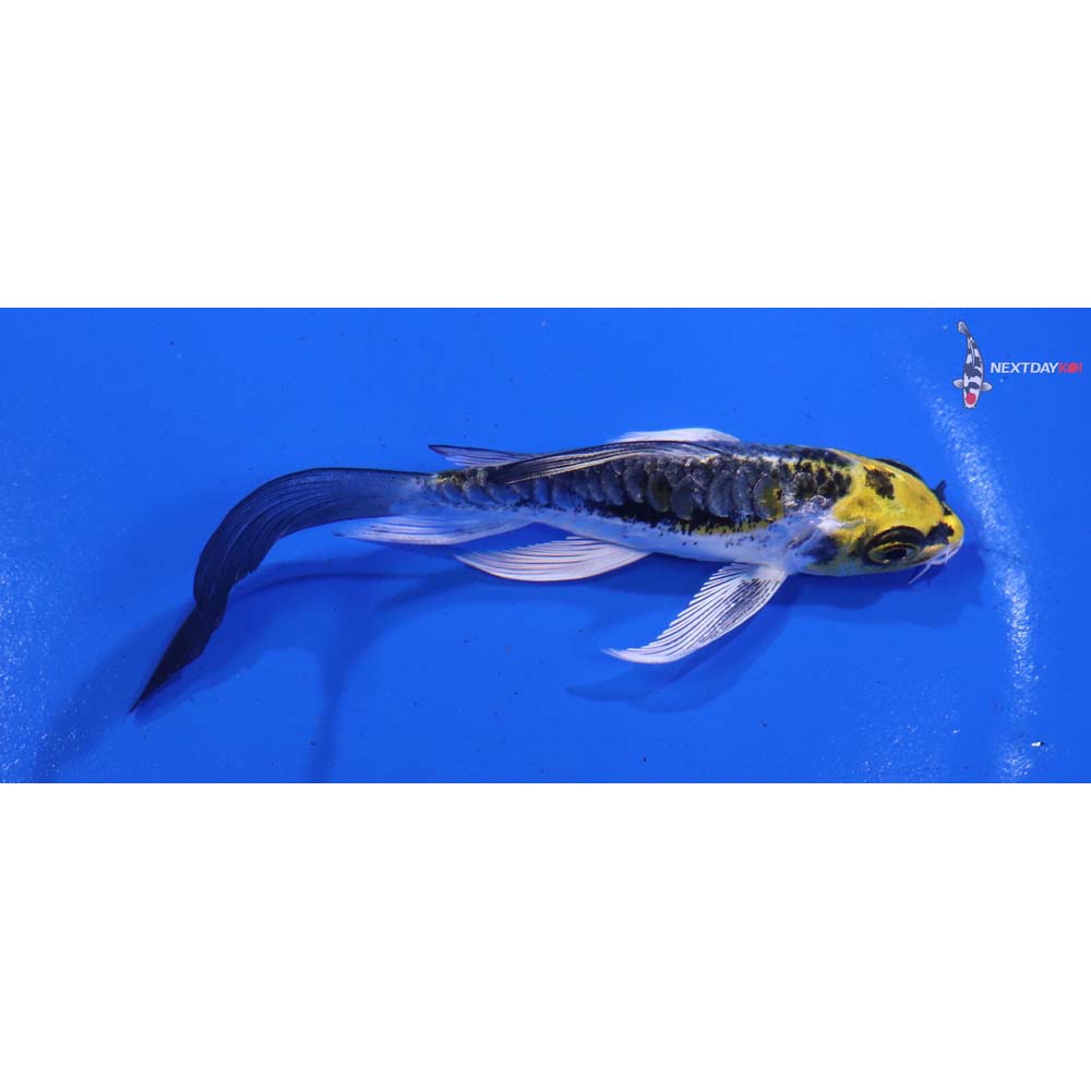 4” Imported Kin Kikokuryu Butterfly Koi